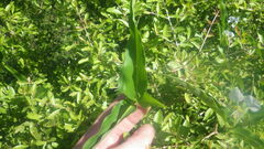 Commelina mascarenica