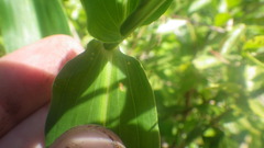 Commelina mascarenica