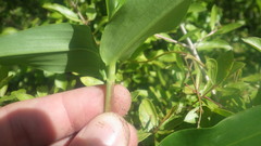Commelina mascarenica