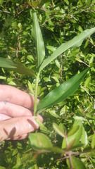 Commelina mascarenica