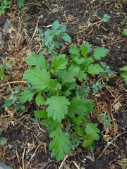 Artemisia vulgaris