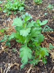 Artemisia vulgaris