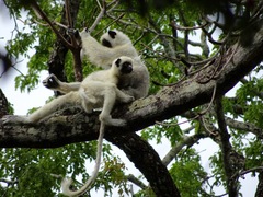 Propithecus deckenii