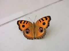 Junonia almana