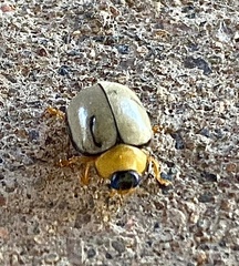 Ortalia