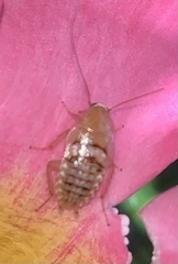 Planuncus tingitanus