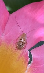 Planuncus tingitanus