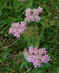 Heracleum austriacum siifolium