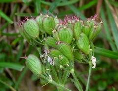 Heracleum austriacum siifolium