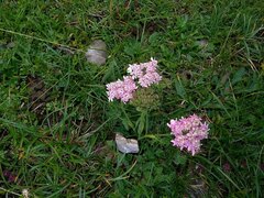 Heracleum austriacum siifolium
