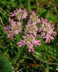 Heracleum austriacum siifolium