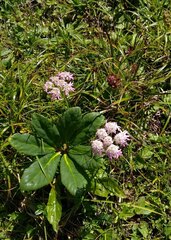 Heracleum austriacum siifolium