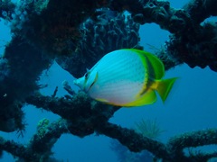 Chaetodon selene