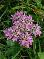 Heracleum austriacum siifolium