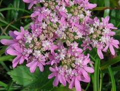 Heracleum austriacum siifolium