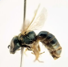 Halictus gemmeus