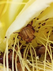 Cyclocephala lunulata