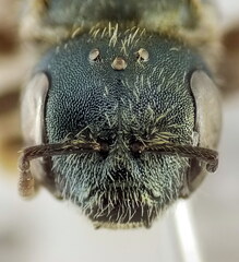Halictus gemmeus