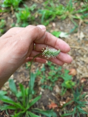 Plantago lanceolata