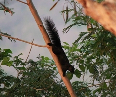Callosciurus finlaysonii