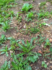 Plantago lanceolata