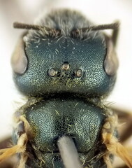 Halictus gemmeus