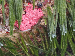 Dendrilla rosea