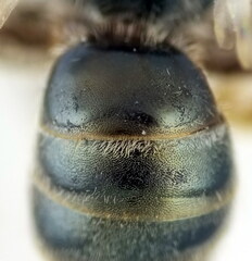 Halictus gemmeus