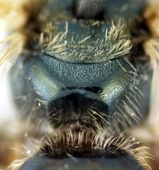 Halictus gemmeus