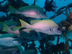 Diagramma melanacrum