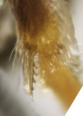 Halictus gemmeus