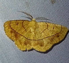 Periclina syctaria