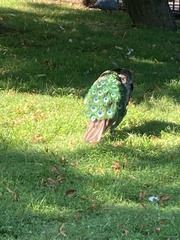 Pavo cristatus