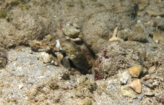 Cryptocentrus caeruleomaculatus