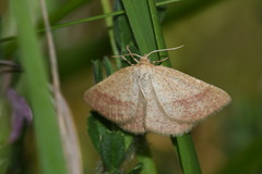 Aplasta ononaria