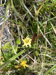 Gentiana itzershanensis