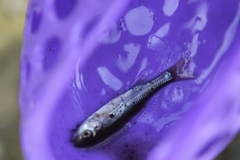 Leucaspius delineatus