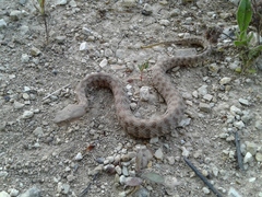 Macrovipera lebetinus