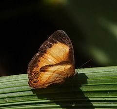 Mycalesis pitana