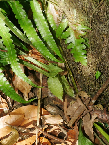 Image of Calanthe masuca by (c) Jacy Chen, some rights reserved (CC BY)