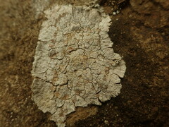 Placopsis rhodophthalma