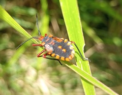Spartocera fusca