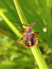 Spartocera fusca