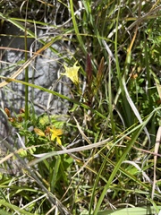 Gentiana itzershanensis