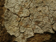 Placopsis rhodophthalma