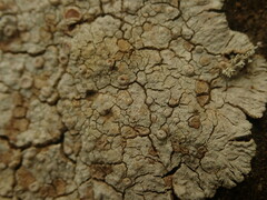 Placopsis rhodophthalma