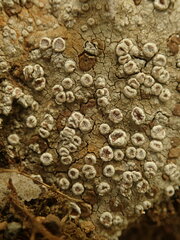 Placopsis rhodophthalma