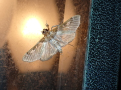 Apilocrocis