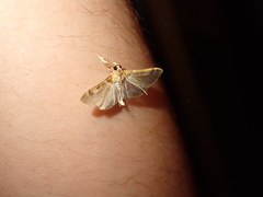 Apilocrocis