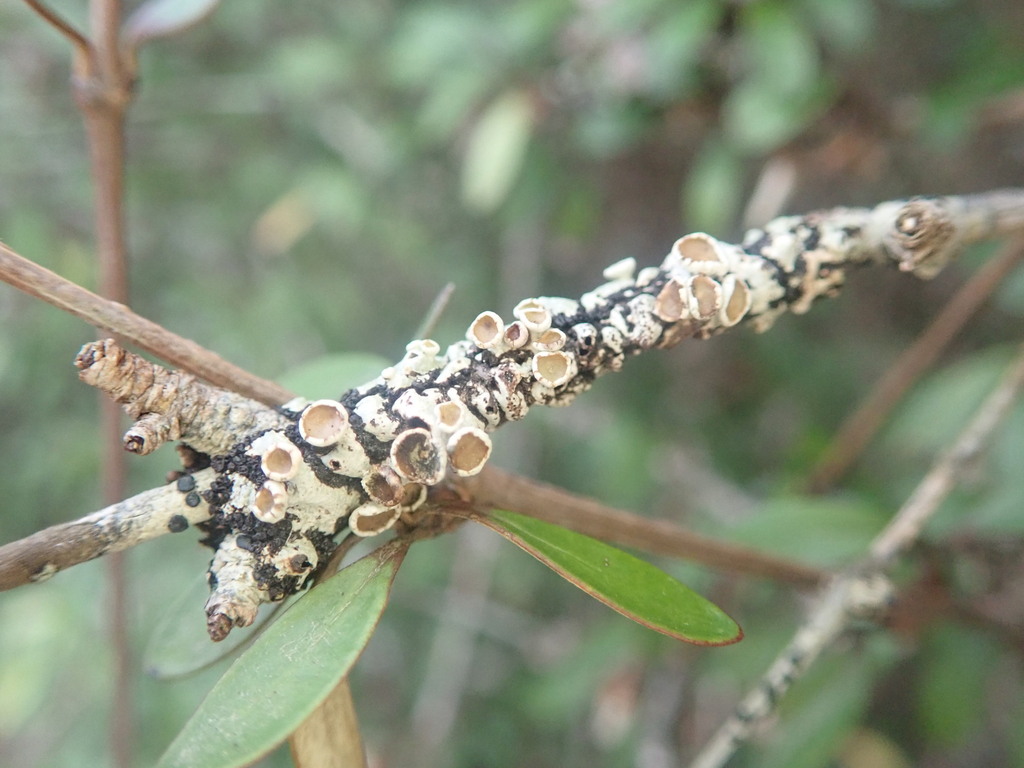 Menegazzia testacea